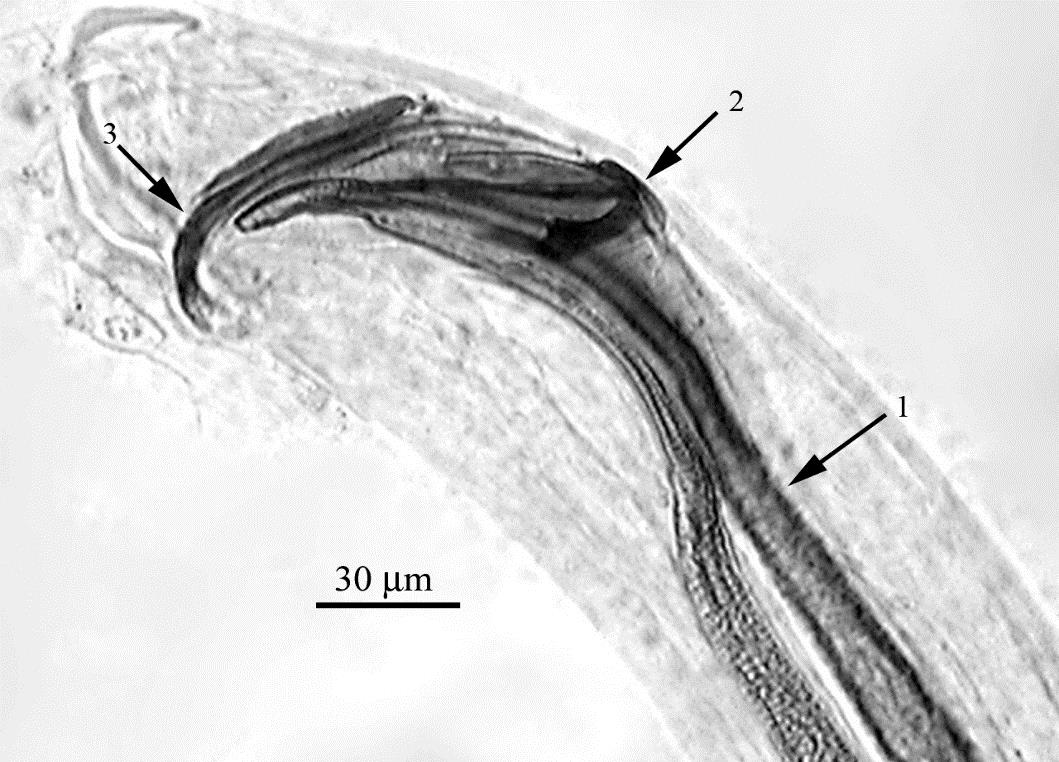 Structures of some widely distributed lung helminths (f)